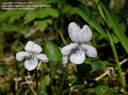 Attēlu rezultāti vaicājumam “Viola riviniana flower”