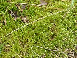 Attēlu rezultāti vaicājumam “Pleurozium schreberi”