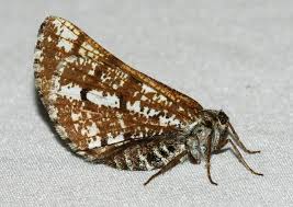 Attēlu rezultāti vaicājumam “Bupalus piniaria”