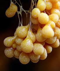 Attēlu rezultāti vaicājumam “Badhamia lilacina macro”