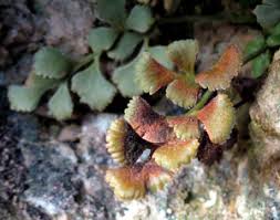 Attēlu rezultāti vaicājumam “Milesina murariae”