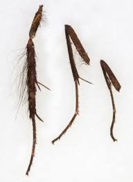 Attēlu rezultāti vaicājumam “Adela cuprella”