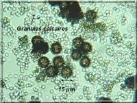 Attēlu rezultāti vaicājumam “Claustria didermoides macro”