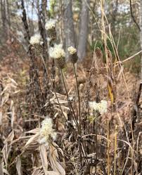 Attēlu rezultāti vaicājumam “Salix x doniana flower”