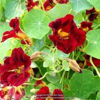 Image result for Tropaeolum minus