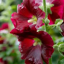 Attēlu rezultāti vaicājumam “Alcea rosea flower”