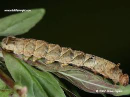 Attēlu rezultāti vaicājumam “Thyatira batis imago”