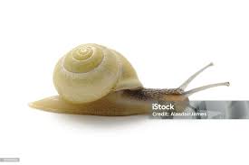 Attēlu rezultāti vaicājumam “Cepaea hortensis”