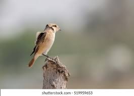 Image result for Lanius isabellinus