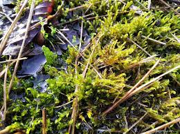Attēlu rezultāti vaicājumam “Hamatocaulis vernicosus”