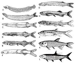 Image result for Megalops atlanticus