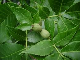 Attēlu rezultāti vaicājumam “Carya ovata leaf”