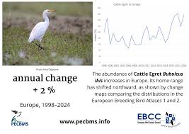 Attēlu rezultāti vaicājumam “Bubulcus ibis”