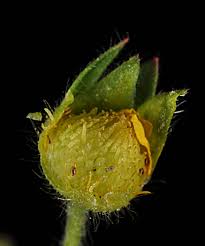 Attēlu rezultāti vaicājumam “Potentilla supina flower”