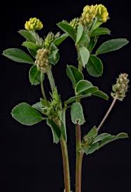 Attēlu rezultāti vaicājumam “Medicago lupulina leaf”