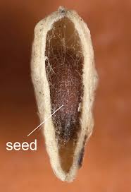 Attēlu rezultāti vaicājumam “Lepidium densiflorum fruit”