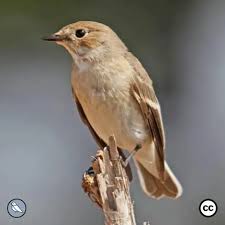 Attēlu rezultāti vaicājumam “Ficedula hypoleuca juvenile”