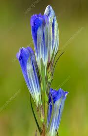 Attēlu rezultāti vaicājumam “Gentiana pneumonanthe flower”