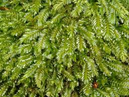 Attēlu rezultāti vaicājumam “Plagiochila asplenioides”