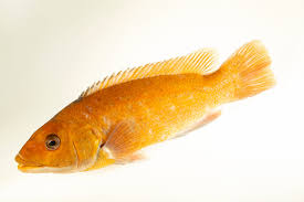 Image result for Tautogolabrus adspersus