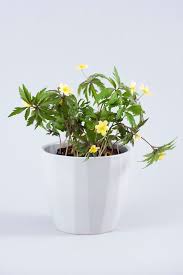 Attēlu rezultāti vaicājumam “Anemone x lipsiensis leaf”