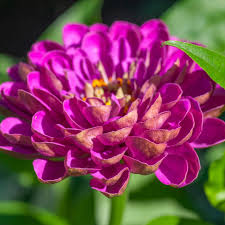 Image result for Zinnia elegans