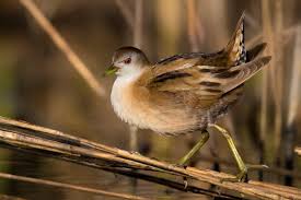 Image result for Porzana parva