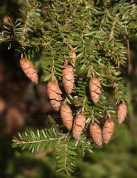 Attēlu rezultāti vaicājumam “Tsuga canadensis”