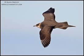Attēlu rezultāti vaicājumam “Stercorarius parasiticus”