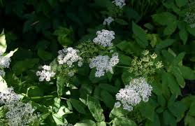 Attēlu rezultāti vaicājumam “Aegopodium podagraria flower”