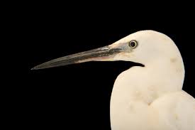 Image result for Egretta garzetta