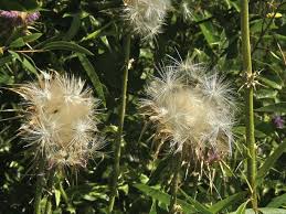 Attēlu rezultāti vaicājumam “Silybum marianum fruit”