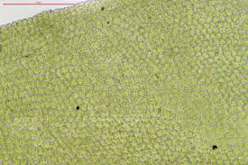 Attēlu rezultāti vaicājumam “Anomodon viticulosus”