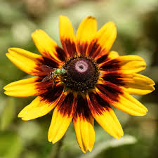 Attēlu rezultāti vaicājumam “Rudbeckia hirta var. pulcherrima flower”