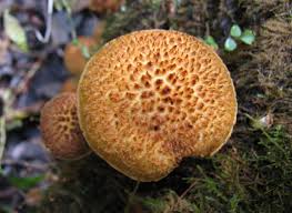 Attēlu rezultāti vaicājumam “Podostroma leucopus”