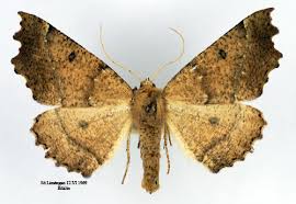 Attēlu rezultāti vaicājumam “Odontopera bidentata”