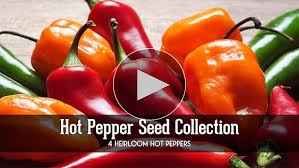 Afbeeldingsresultaat voor orange habanero hot pepper