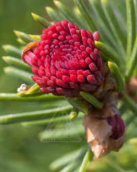 Attēlu rezultāti vaicājumam “Picea abies male flower”