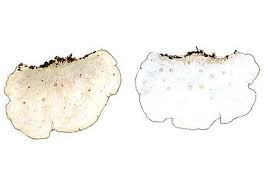 Attēlu rezultāti vaicājumam “Postia guttulata”