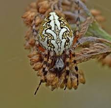 Attēlu rezultāti vaicājumam “Aculepeira ceropegia”