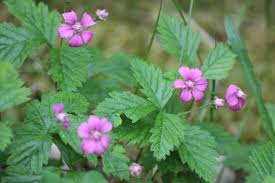 Attēlu rezultāti vaicājumam “Rubus arcticus”