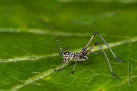 Attēlu rezultāti vaicājumam “Phaneroptera falcata”