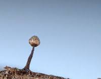 Attēlu rezultāti vaicājumam “Liceaceae”