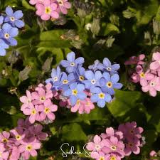 Attēlu rezultāti vaicājumam “Myosotis sylvatica flower”