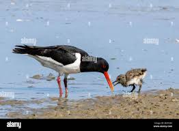 Attēlu rezultāti vaicājumam “Haematopus ostralegus”