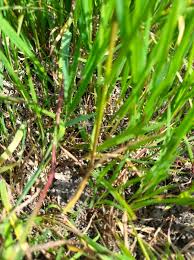Attēlu rezultāti vaicājumam “Agrostis stolonifera”