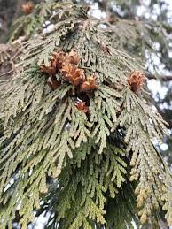 Attēlu rezultāti vaicājumam “Thuja plicata”