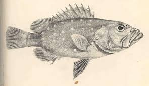 Image result for Hyporthodus niveatus