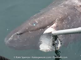 Image result for Somniosus pacificus