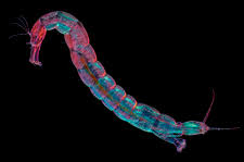 Attēlu rezultāti vaicājumam “Chironomidae imago”